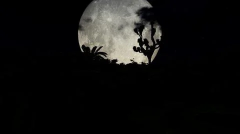 Trees with full moon in the background in night time Stock Illustration