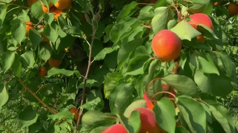 Trees full of ripe apricots Stock Footage 53139195