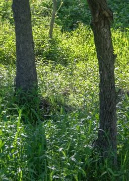 Trees at gallery forest environment, los cerrillos, canelones department, u.. Stock Photos