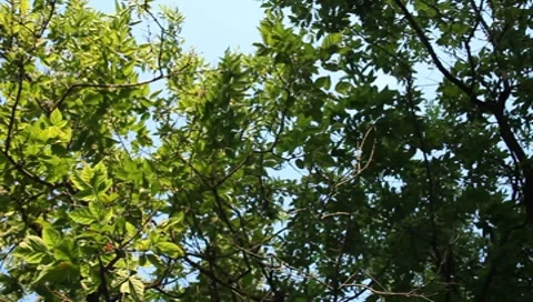 The trees in the garden Stock Footage 8599944