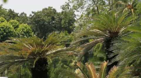 Trees in the garden. Stock Footage 11153328