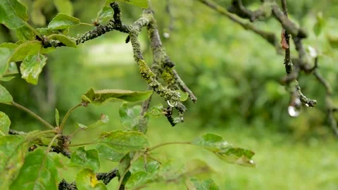 Trees in the garden Stock Footage 136549888
