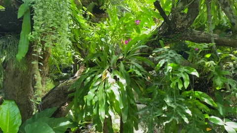 Trees in garden at home Stock Footage 252122611