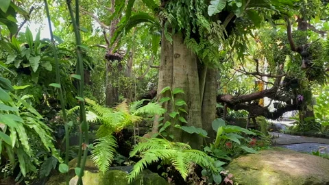 Trees in garden at home Stock Footage 252122655