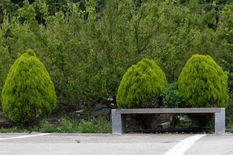Trees in the garden Stock Photos