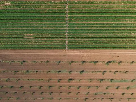 Trees in the garden Stock Photos