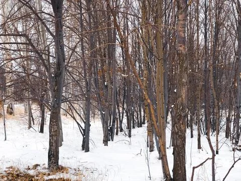 Trees in the garden 스톡 사진