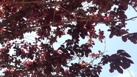Trees in the garden in the sun Stock Footage 246642822