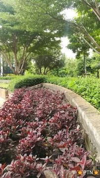 Trees in the garden walkway Stock Photos