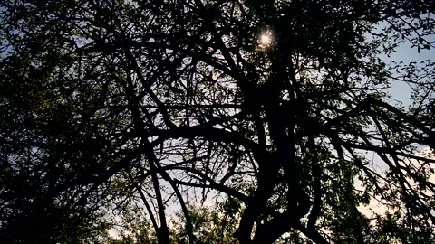 Trees in the garden1 Stock Footage 136550146