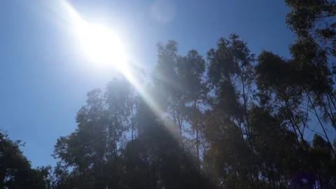 Trees gently shaking Stock Footage 154961753