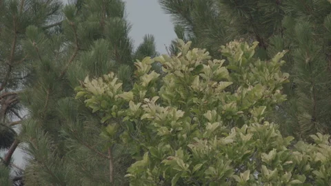 Trees Gently Swaying In Breeze #2 (60fps UHD) 스톡 동영상 145294179