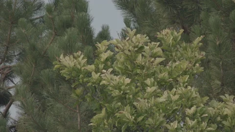 Trees Gently Swaying In Breeze (60fps UHD) 스톡 동영상 145293503