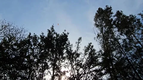 Trees Gently Swaying in the Wind Against Blue Sky Vídeos de archivo 330754864
