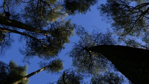 Trees gently swaying in the wind Video stock 73524344