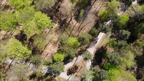 Trees in German Forest aerial view Stock-Footage 88740516