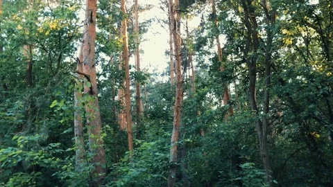 Trees In German Forest Stock Footage 102063336