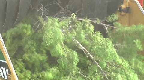 Trees getting cut Stock Footage 68708021