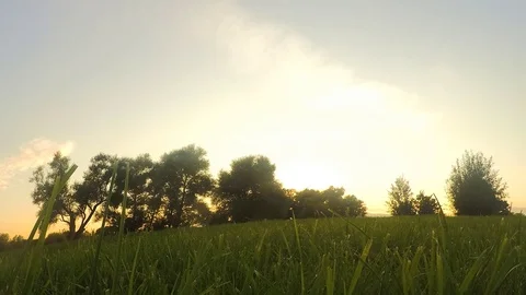 Trees on glade in park at sunset timelapse Stock Footage 82986319