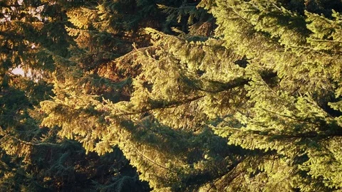Trees Glowing In Evening Sun Stock Footage