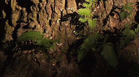 Trees, gnarled Oak Tree base with ferns growing,  golden afternoon sunlight Stock Footage 36210893