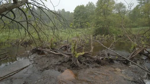 Trees gnawed and harvested by beavers. Beaver Dam. The river in the forest flows Stock Footage 132506294