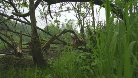 Trees gnawed by beavers. Beaver Dam. Shooting from bottom with slider in grass Stock Footage 132506059