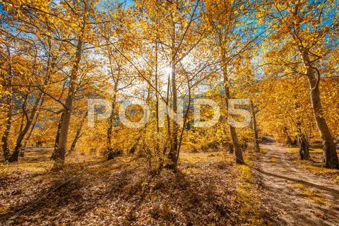Trees with golden leaves in autumn Stock Photos