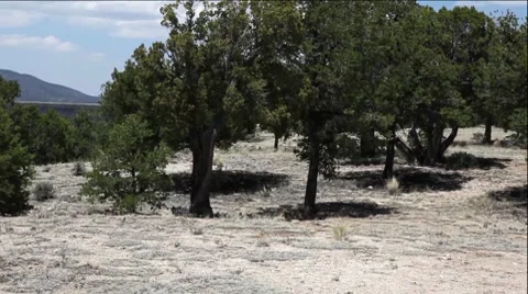 Trees by Gorge Stock Footage 8564488