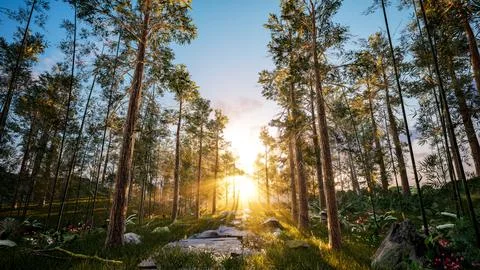 With trees the grass and along paths, sunrise morning Stock Photos