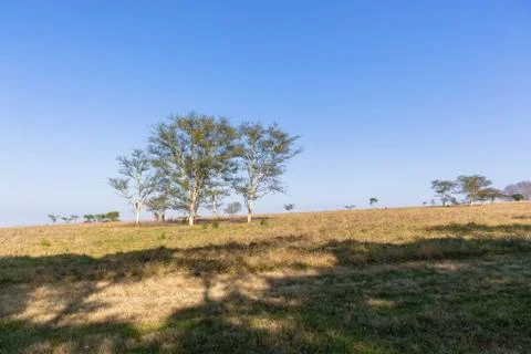 Trees Grass Field Landscape Foto stock