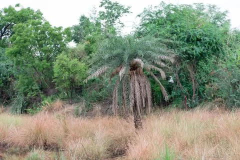 Trees in grass field Stock Photos