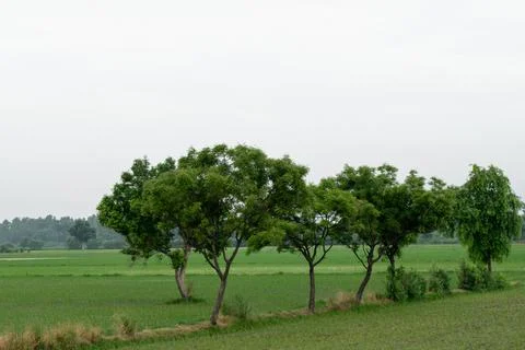 Trees in grass field Stock Photos