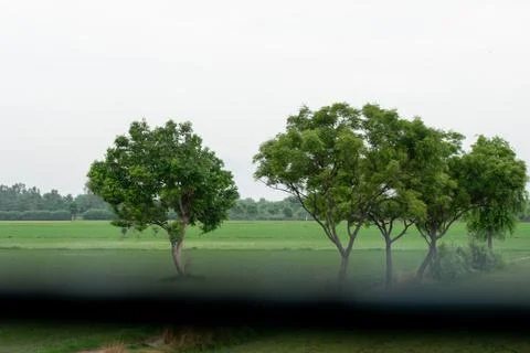 Trees in grass field Stock Photos