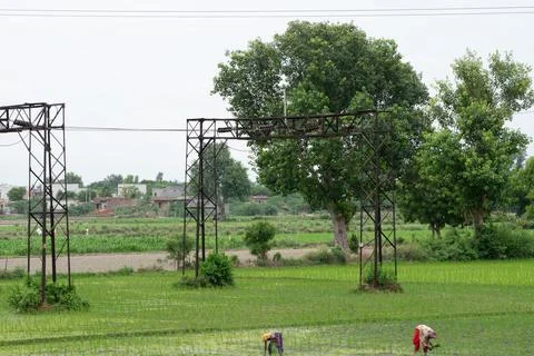 Trees in grass field Stock Photos