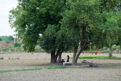 Trees in grass field Foto stock