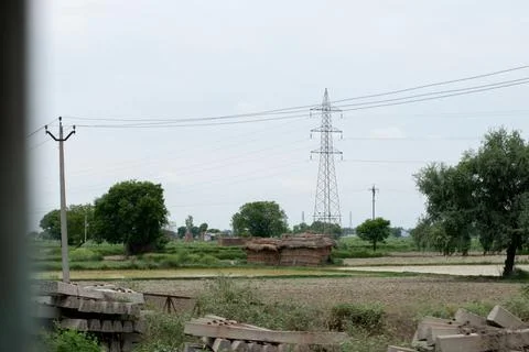 Trees in grass field Stock Photos