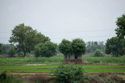 Trees in grass field Stock Photos