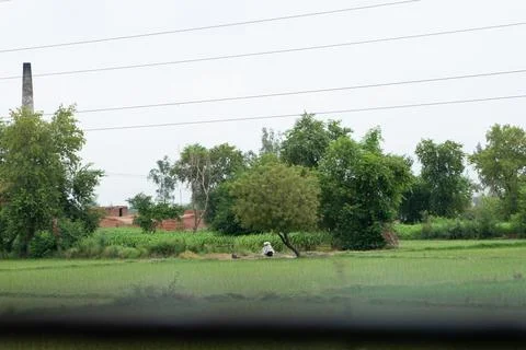 Trees in grass field Stock Photos