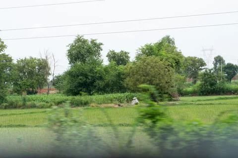 Trees in grass field Stock Photos