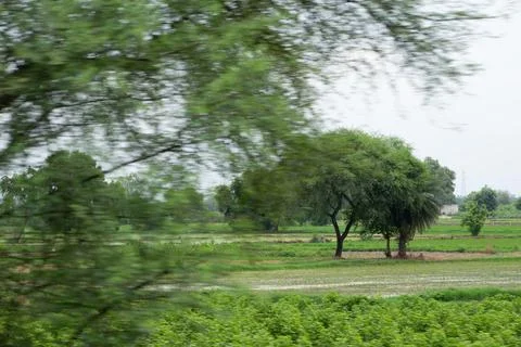 Trees in grass field Stock Photos