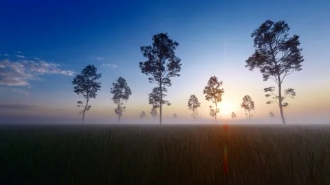 Trees at the grassfield in the morning Stock Footage 248933817