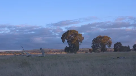 Trees in a grassland at dusk Vídeos de archivo 87120236