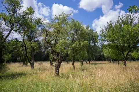 Trees in a grassy field Stock Photos