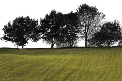 Trees  on a grassy hill Stock Photos