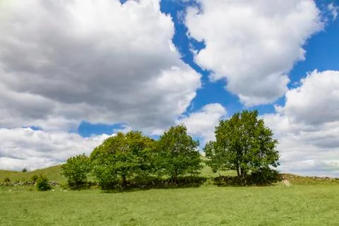 Trees on grassy hill 스톡 사진