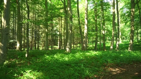 Trees in green deciduous forest with sunlight Stock Footage 289304443