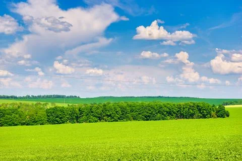 Trees on green field Stock-Fotos