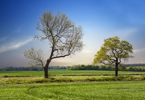 Trees on a green field Stock Photos