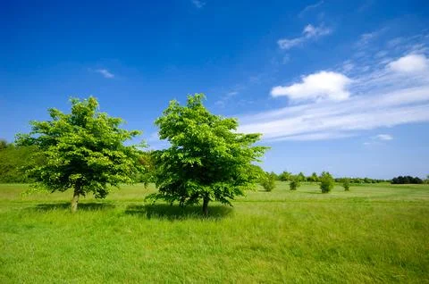 Trees on green field Stock Photos
